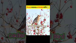 বিশ্বের সবচেয়ে নেশাখোর পাখিcedarwaxwxingamazingshortsshortviralshorts [upl. by Anyrb]