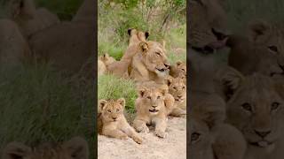 Baby Lions With Mom Baby Lion Shorts [upl. by Shalne]