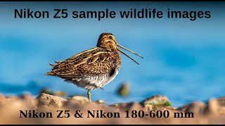 Nikon Z5 sample wildlife images [upl. by Anawk]