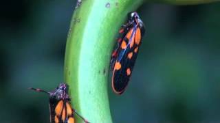 Froghopper squirting honeydew [upl. by Nena]