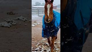 horseplay hearthorse snow snowyday equestrian ilovemyhorse horse libertyhorse [upl. by Peter]