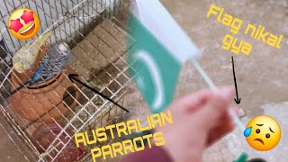 Pehli bar Australian parrot liye🤩  flag nikal gya😥  Taha vlogs [upl. by Eelyme]