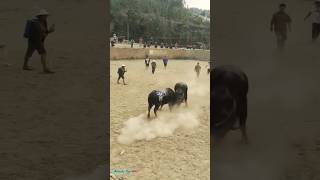 Fabulous fight of bulls youtubeshorts [upl. by Sidky]