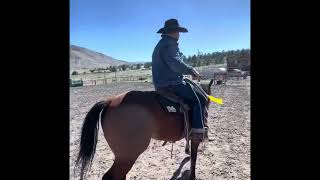 “Budger” 78 year old grade gelding for sale at Billings horse sale 8242024 [upl. by Bozuwa]