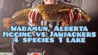 4 Species 1 Lake Ice Fishing Wabamun Alberta Underwater footage 2324 [upl. by Durrej]