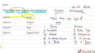 Tracheids and bessels are related to [upl. by Searcy]