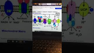 Uncoupling Protein 1 amp 2 [upl. by Enneiviv]