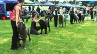 Association of All Mastiff Breeds of Victoria  9th Championship Show  Highlights [upl. by Mirella]