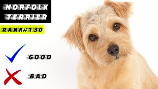 Norfolk terrier Pros And Cons [upl. by Ades]