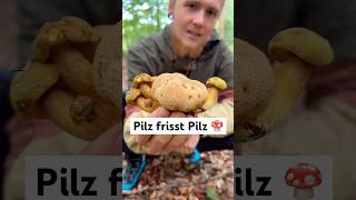 Pilz frisst Pilz [upl. by Nyhagen723]