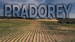 Visita a la Bodega Pradorey en la Ribera del Duero [upl. by Leirza654]