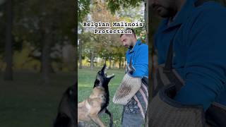 Malinois protection Part 1 [upl. by Harriett598]