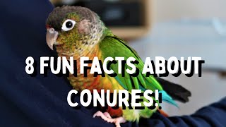 8 Fun Facts About Conures  Things You Should Know  TheParrotTeacher [upl. by Denbrook32]