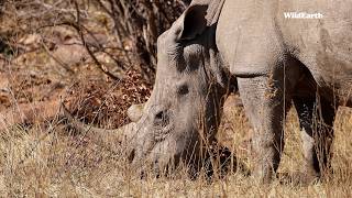 The road less travelled leads to a crash of rhino [upl. by Murdoch]