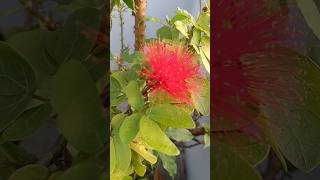 Natures Bottle Brush Flower❤️💚 natureflowers nature flowergarden bottlebrush nature shorts ❤️ [upl. by Ainoek]