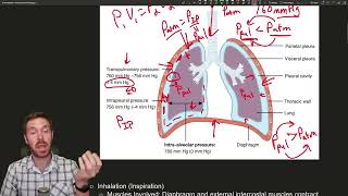 The Science of Breathing Unraveling the Mechanics of Ventilation [upl. by Anela306]