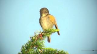 ルリビタキ（3）さえずりと地鳴き  Red flanked bluetail  Wild Bird  野鳥 動画図鑑 [upl. by Royden]