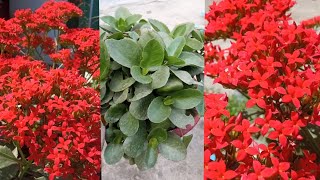 How to Grow Kalanchoe Plant  Care of Kalanchoe  Flowering Plants Sinjaliflowergardening [upl. by Huskey]