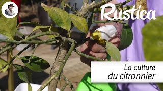 Réussir le rempotage dun citronnier  pasàpas [upl. by Plumbo]