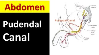 Pudendal Canal Made EASY to Understand [upl. by Anitnahs413]