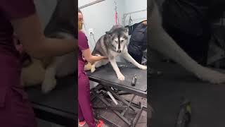 Husky gets all dramatic at the groomers [upl. by Ienttirb]