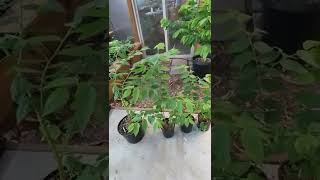 Muntingia calabura Strawberry treeJamaican cherry update [upl. by Nikita]