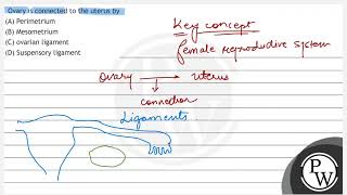 Ovary is connected to the uterus by A Perimetrium B Mesometrium C ovarian ligament D Sụs [upl. by Retsevlis69]