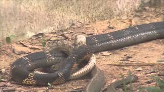 THE KING COBRA  A RUTHLESS SNAKE HUNTER [upl. by Sidra]