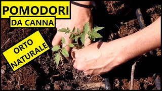 🍅 COME PIANTARE I POMODORI da canna in modo SOSTENIBILE e NATURALE 🍅  Tutorial Agricoltura [upl. by Cannice]