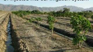 A Green Future  Jatropha Curcas Plantation  FBI Farms [upl. by Berey517]