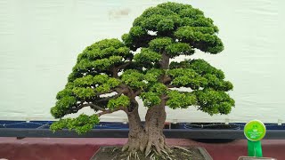 Pameran Bonsai Nasional Bonsai Terbaik Kumpul di Sini bagian 2 [upl. by Aniraad]