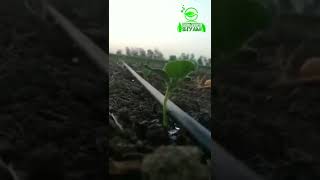 netafimdrip irrigationsystem inlinedrip dripirrigation 2022 india netafim drip [upl. by Gilchrist825]