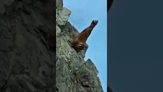 Walrus Cliff Crowding Risks and Dangers for Arctic Giants Walrus animals [upl. by Ereynihc19]