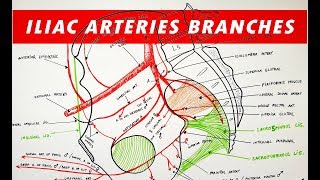 Branches of the Internal and External ILIAC ARTERIES [upl. by Blake]