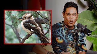 Lopaka Colóns famous bird calls will blow your mind [upl. by Yorled]