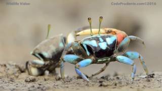 Fiddler crab dance [upl. by Kinney]