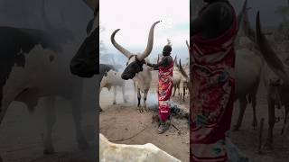 Big Horned Cattle From Africa shorts [upl. by Gokey]