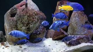 Placidochromis sp quotphenochilus tanzaniaquot [upl. by Aissert976]