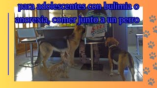 Para adolescentes con bulimia o anorexia comer junto a un perro [upl. by Ahsenak]