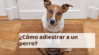 ¿Cómo adiestrar a un perro  Cachorro y adulto consejos de expertos [upl. by Llorrac246]