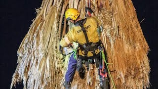 Bakersfield Tree Trimmer Fatal Accident  WARNING GRAPHIC CONTENT [upl. by Delastre]