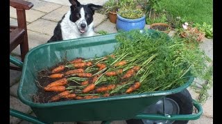 HGV How to grow Carrots in a pot start to finish Organic Carrots in a bucket [upl. by Ruckman]