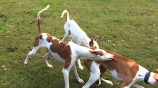 Podenco Ibicenco Playing [upl. by Doy]