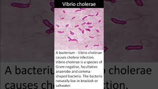 Vibrio cholerae  Quick Learn Micro  Microbiology Shorts [upl. by Solley]