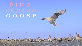 Pinkfooted goose in a large flock of geese Bird sounds in the spring [upl. by Eipper551]