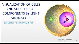 visualization of cells and subcellular components by light microscope [upl. by Avan612]