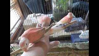 Caring for our Hand Fed Bourkes Parakeets [upl. by Iona]