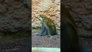 Monkey Moustached guenon [upl. by Woermer472]