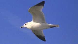 Seagull Sounds at the Ocean [upl. by Shaughnessy]