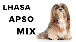 Lhasa Apso Mix Dogs Review [upl. by Assenab]